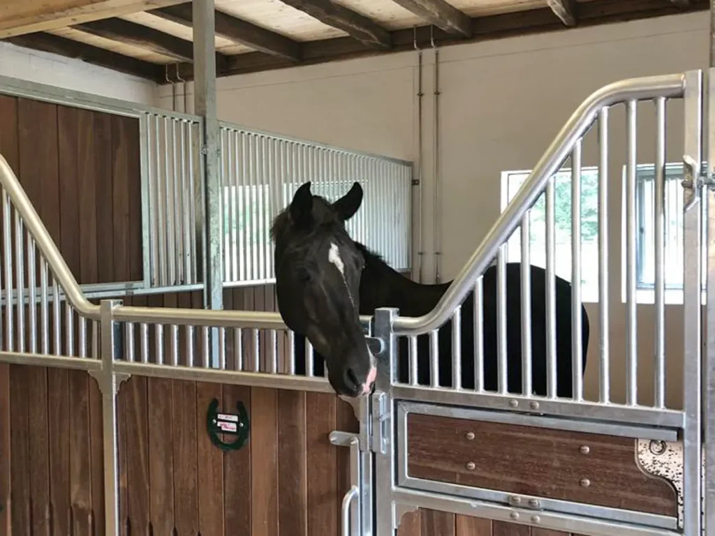 Pferd in Beritt Pferd in Beritt